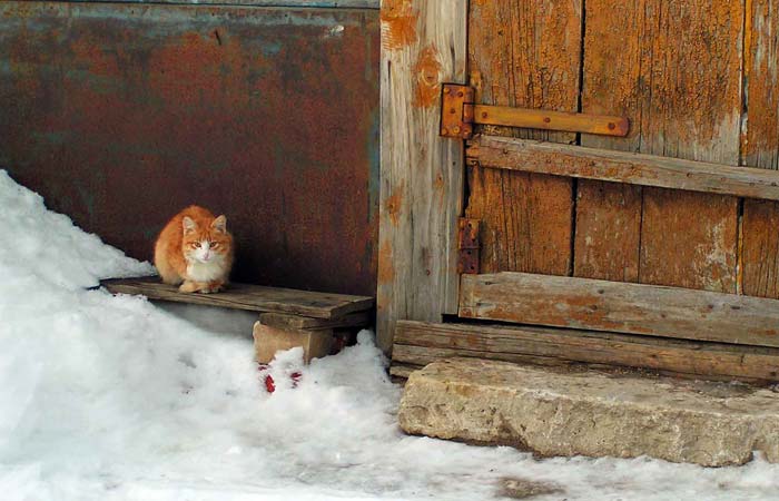 Рыжий, рыжий, конопатый… дверь, стена и даже кот. Фото Л.Пахомовой