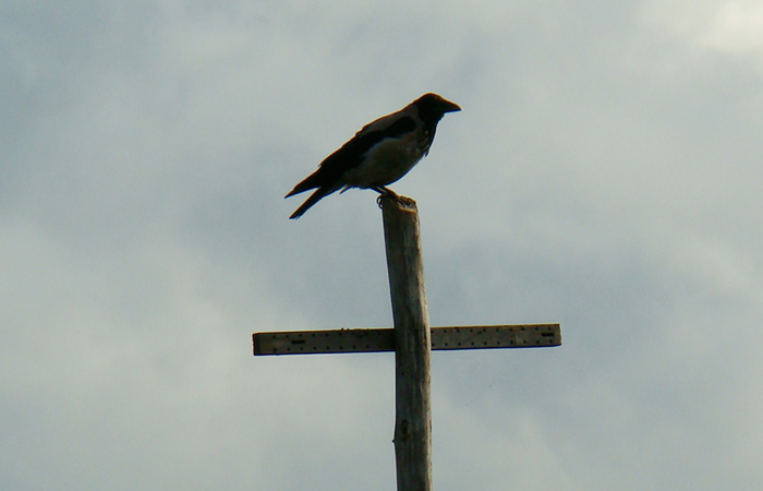 Почти брейгелевский мотив - ворона на кресте. Фото Л.Пахомовой